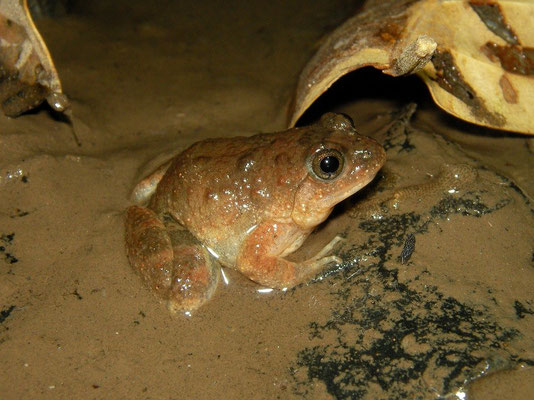 Snoring Puddle Frog (Phrynobatrachus natalensis) 