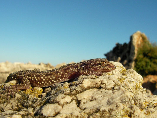 Turkish Gecko (Hemidactylus turcicus "spinalis"), Ille Gran d'Adaia, Spain, October 2010