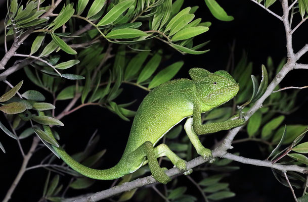 African Chameleon (Chamaeleo africanus)