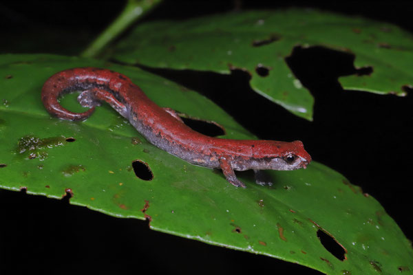 Coban Mushroomtongue Salamander (Bolitoglossa helmrichi)