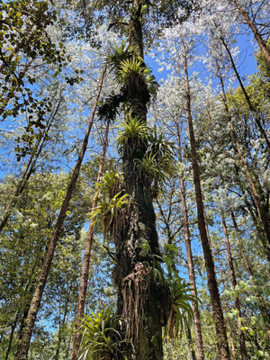 Microhabitat of Green Arboreal Alligator Lizard.