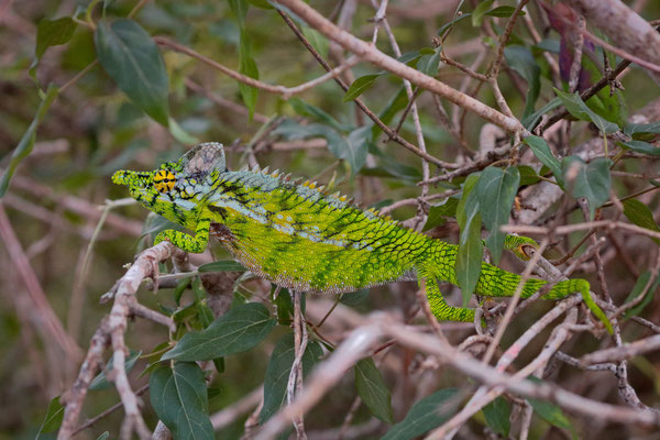 Antimena Chameleon (Furcifer antimena) male