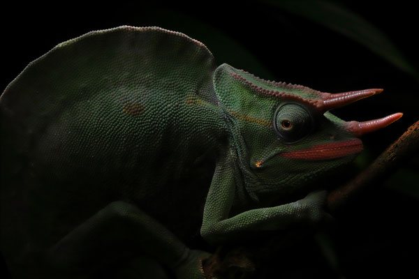 Usambara Three-horned Chameleon (Trioceros deremensis) displaying the red lips and high crest. The chameleons are special!