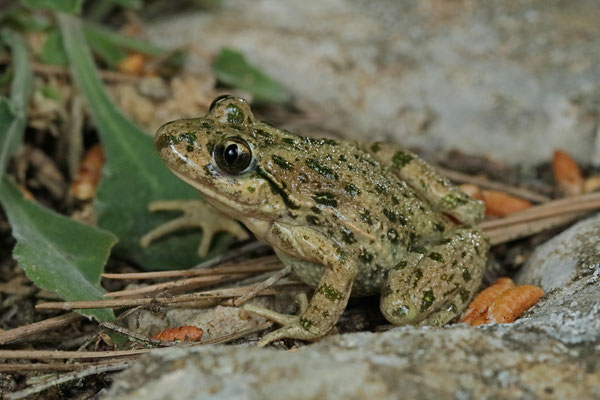 Parsley Frog (Pelodytes punctatus hespericus)