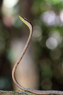 Gulf Coast Vine Snake (Oxybelis potosiensis) 