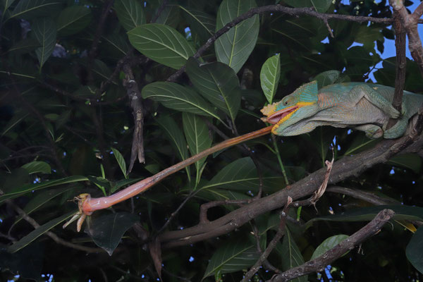 Parson's Chameleon (Calumma parsonii) are gentle giants and always hungry!
