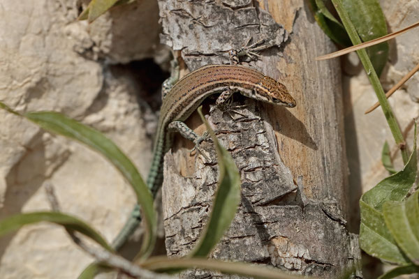 Spanish Wall Lizard (Podarcis hispanicus)