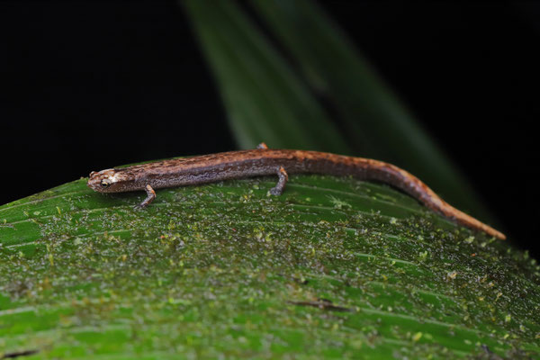 Savage's Worm Salamander (Oedipina savagei)