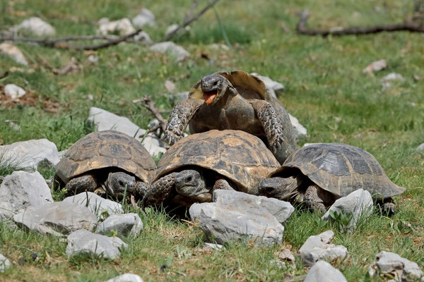 Spur-thighed Tortoises (Testudo graeca ibera), very funny to see how the males worked together to try and get the female to stop.