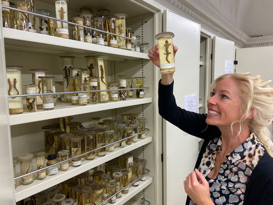 A little look at the neotropical salamander collection.