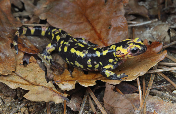 Fire Salamander (Salamandra salamandra gallaica)