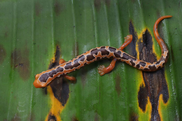 Yellowbelly Mushroomtongue Salamander (Bolitoglossa flaviventris)