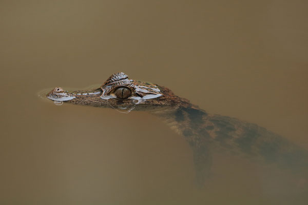 Curious baby Spectacled Caiman (Caiman crocodilus) 