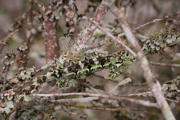 Spiny-flanked Chameleon (Trioceros laterispinis) 