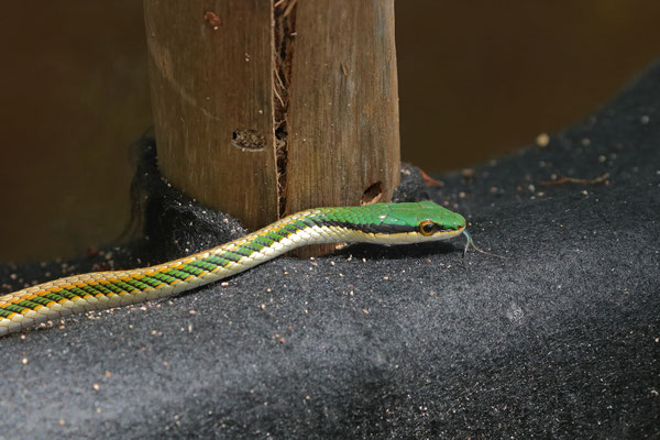 Mexican Parrot Snake (Leptophis mexicanus) in-situ