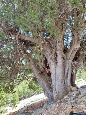 Rick hiding in his favourite Juniper Tree. © Rick Middelbos