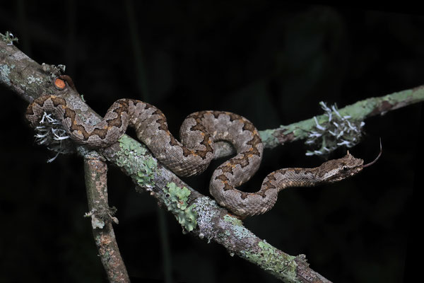 Mexican Horned Pitviper (Ophryacus undulatus)