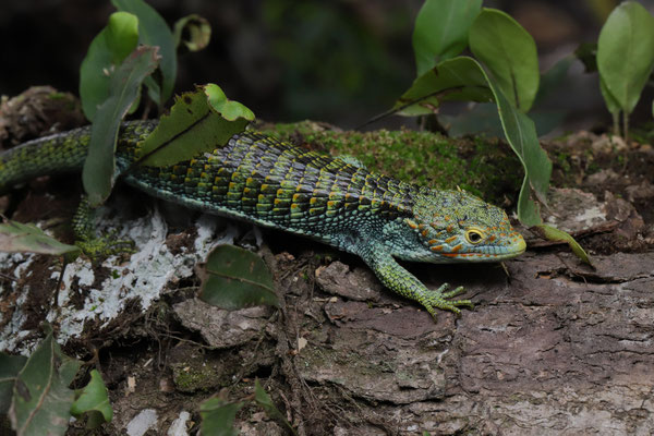 Bocourt's Arboreal Alligator Lizard (Abronia vasconcelosii)