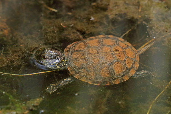 European Pond Terrapin (Emys orbicularis) juvenile