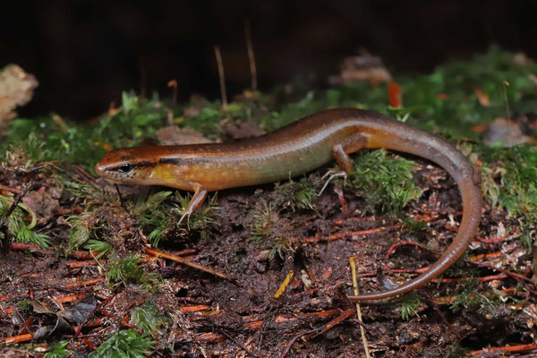 Brown Forest Skink (Scincella cherriei) 
