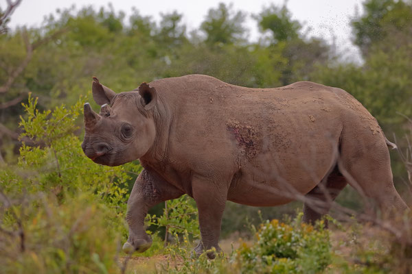 Black Rhino (Diceros bicornis)