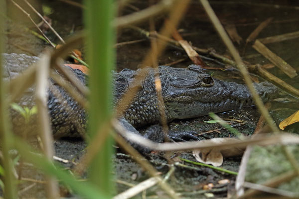 Mexican Crocodile (Crocodylus moreletii)