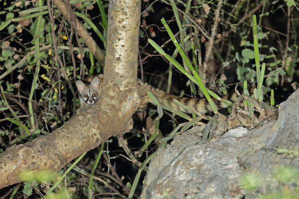 Arabian Small-spotted Genet (Genetta genetta dongolana) looking at us from high in the tree tops.