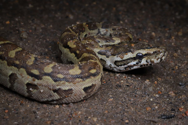 Southern Rock Python (Python natalensis) 