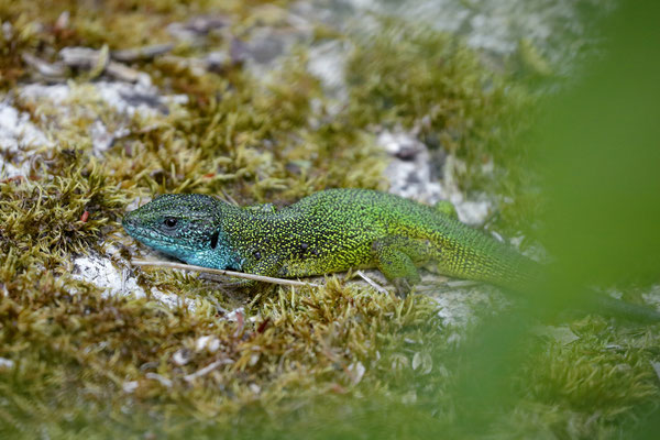 Eastern Green Lizard (Lacerta viridis) male basking