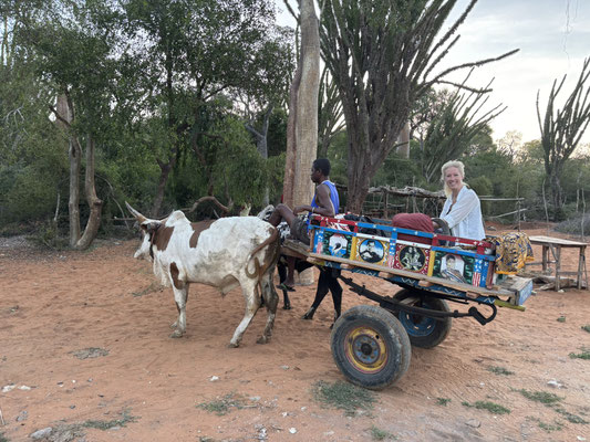 Laura pretending zebu carts are not the smelliest way of transportation.