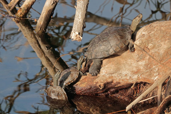 Balkan Terrapins (Mauremys rivulata) basking 