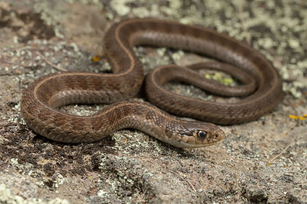 Long-tailed Alpine Garter Snake (Thamnophis scalaris) 