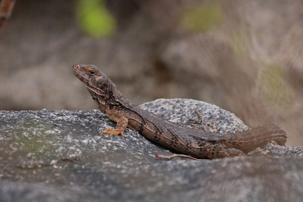Oaxacan Spiny-tailed Iguana (Ctenosaura oaxacana)