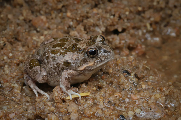 Tandy's Sand Frog (Tomopterna tandyi)
