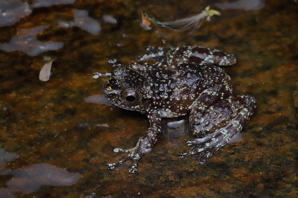 Cowan's Madagascar Stream Frog (Mantidactylus cowani) 