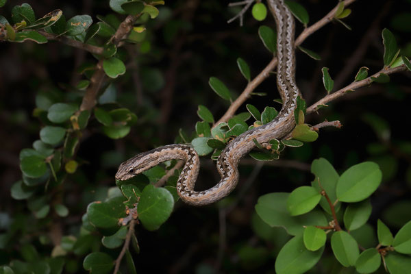 Pencil Snake (Mimophis mahfalensis)