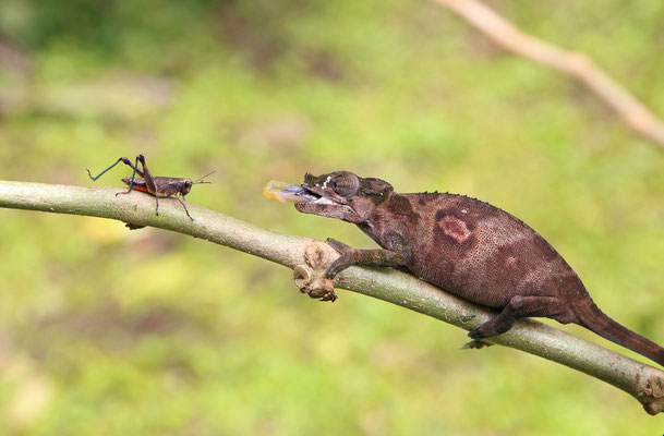 Rwenzori Plate-nosed Chameleon (Kinyongia xenorhina) female feeling rather relaxed during photography.