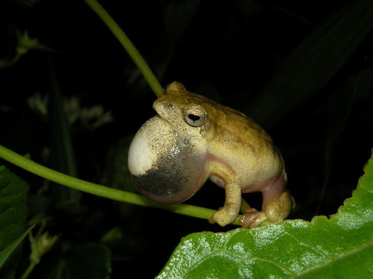 Painted Reed Frog (Hyperolius marmoratus) 