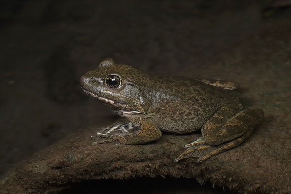 Moore's Frog (Lithobates johni) 