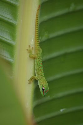 Madagascar Giant Day Gecko (Phelsuma grandis) baby
