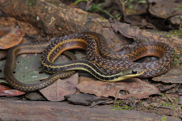 Eastern Madagascar Water Snake (Thamnosophis epistibes)