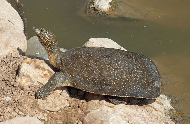 African Softshell Turtles (Trionyx triunguis) 
