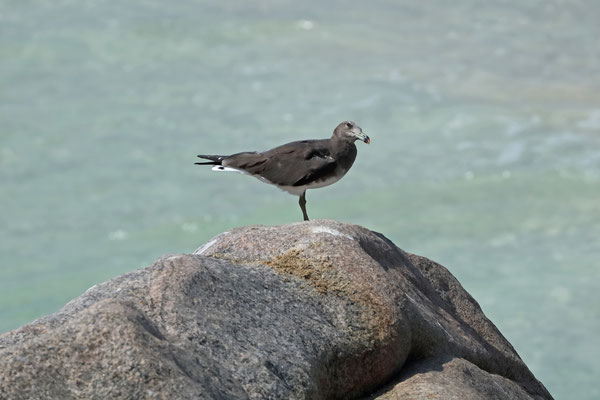 Sooty Gull (Ichthyaetus hemprichii)