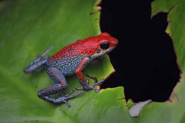 Granular Poison Dart Frog (Oophaga granulifera)