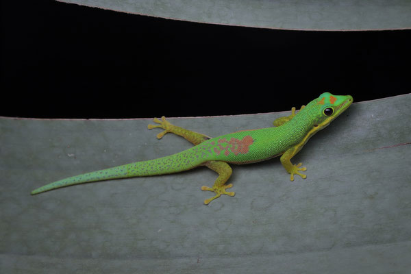 Striped Day Gecko (Phelsuma lineata) 