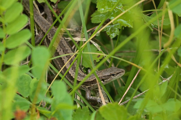 Meadow Lizard (Darevskia praticola) 