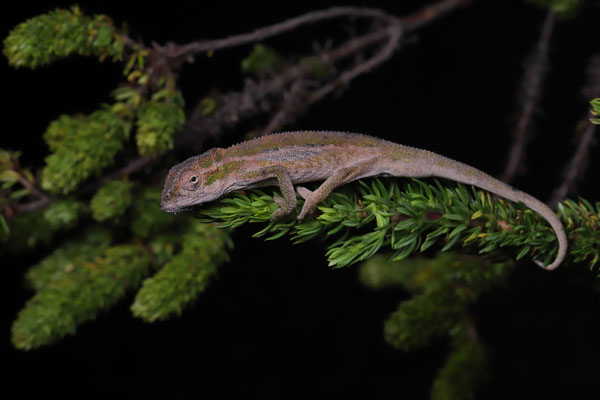 Elandsberg Dwarf Chameleon (Bradypodion taeniabronchum)