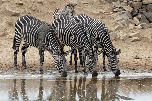 Plains Zebra (Equus quagga) coming for a drink.
