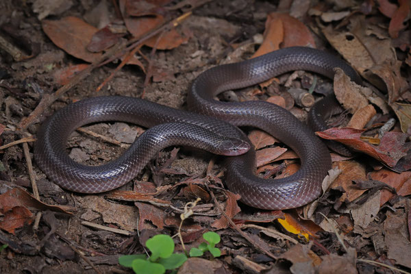 Bibron's Stiletto Snake (Atractaspis bibronii)