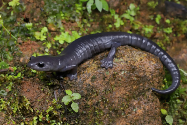 Oaxacan Mushroomtongue Salamander (Bolitoglossa macrinii)